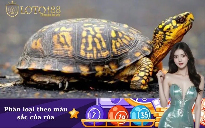 Phân loại theo màu sắc của rùa